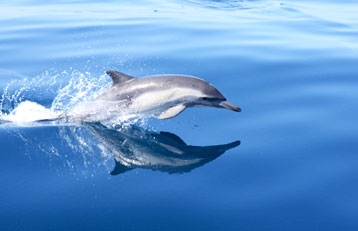 Dolphin Tales, Goa